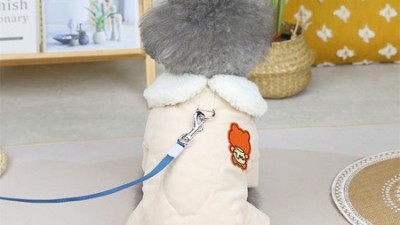 댕댕포유 솔직 후기🐶: 놓치면 후회할 꿀팁 대방출!
